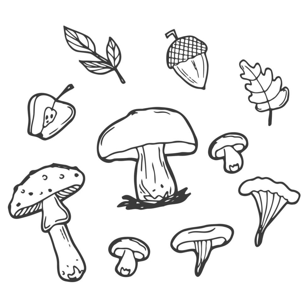 herfst tekening reeks Aan een wit achtergrond. zwart en wit vector illustratie van een herfst reeks van eikels, bladeren en champignons. geïsoleerd voorwerpen voor afdrukken, kleuren, decoratie.