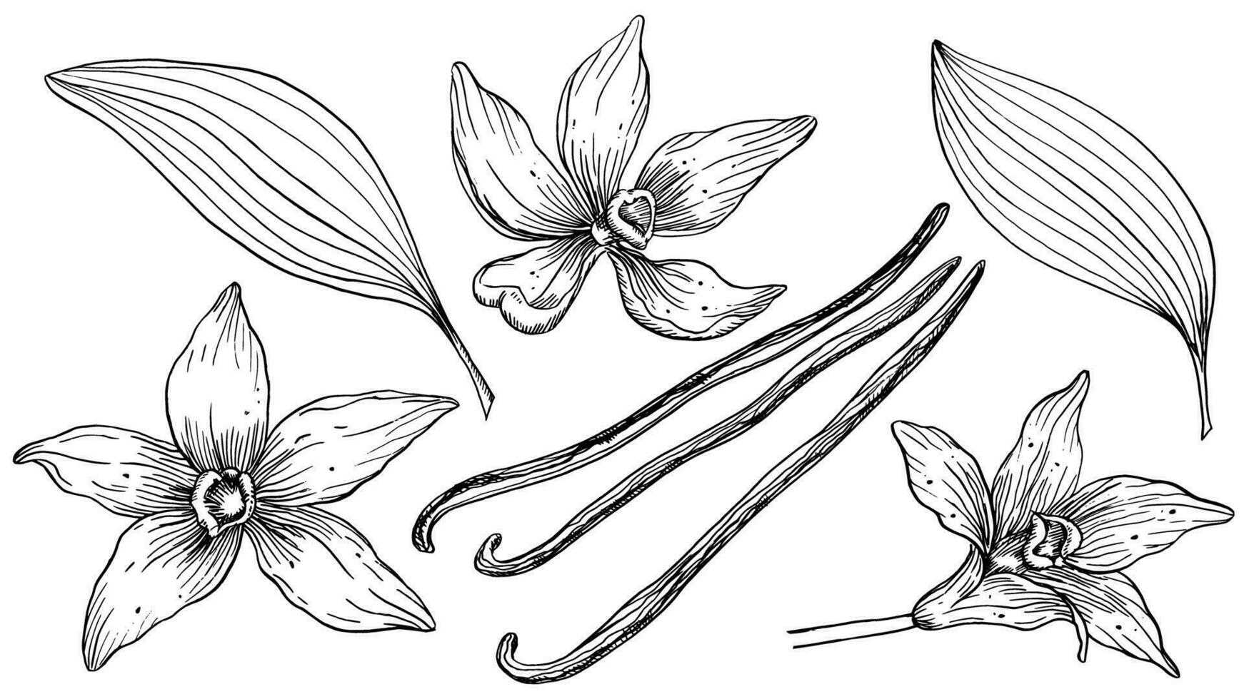 vanille bloem met stokjes set. vector hand- getrokken illustratie van orchidee bloem en peulen Aan geïsoleerd achtergrond. bundel met schets tekening van kruid. schetsen in lijn kunst stijl geschilderd door zwart inkten.