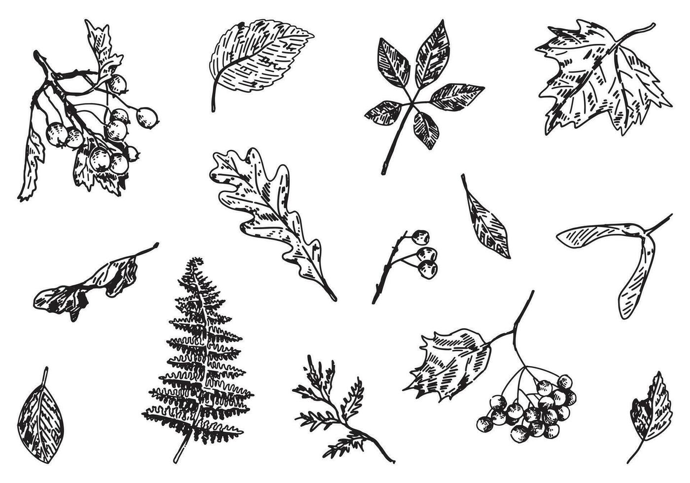 reeks van herfst plantkunde attributen. schetsen van gedaald bladeren, BES takjes. hand- getrokken vector illustraties. schets clip art verzameling geïsoleerd Aan wit.