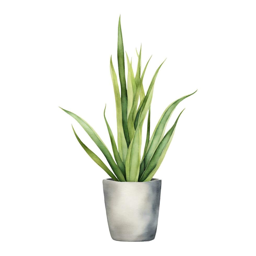 slang fabriek sansivieria dracaena trifasciata in wit pot geïsoleerd hand- getrokken waterverf schilderij illustratie vector