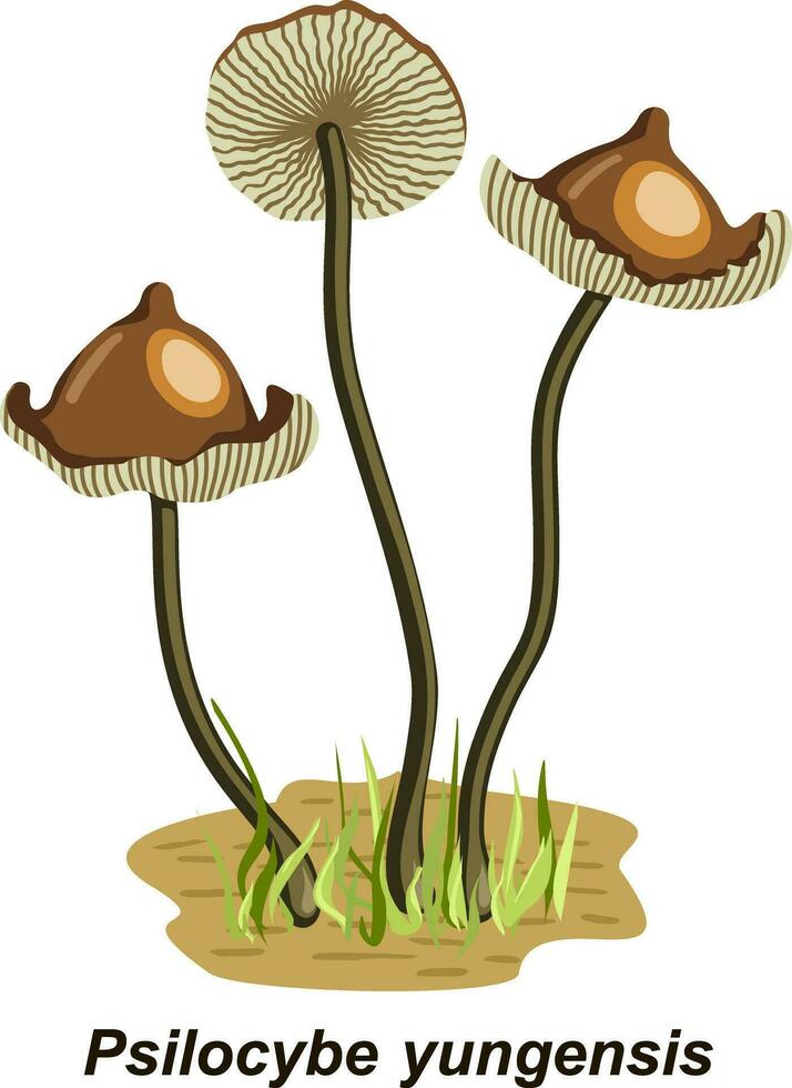 psilocybine hallucinogeen magie champignons. verdovend psychodelic paddestoel psilocybine kleur illustratie. magie champignons vector