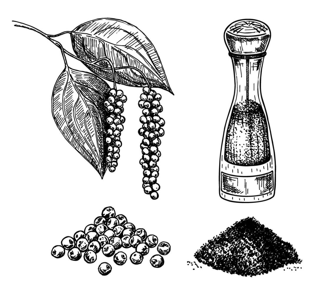 zwart peper reeks vector illustratie. een bundel van peper, molen, droog zaden, plant, grond poeder. wijnoogst getrokken schetsen van specerijen. kruiden ingrediënt kruiden, culinaire en culinaire aroma.