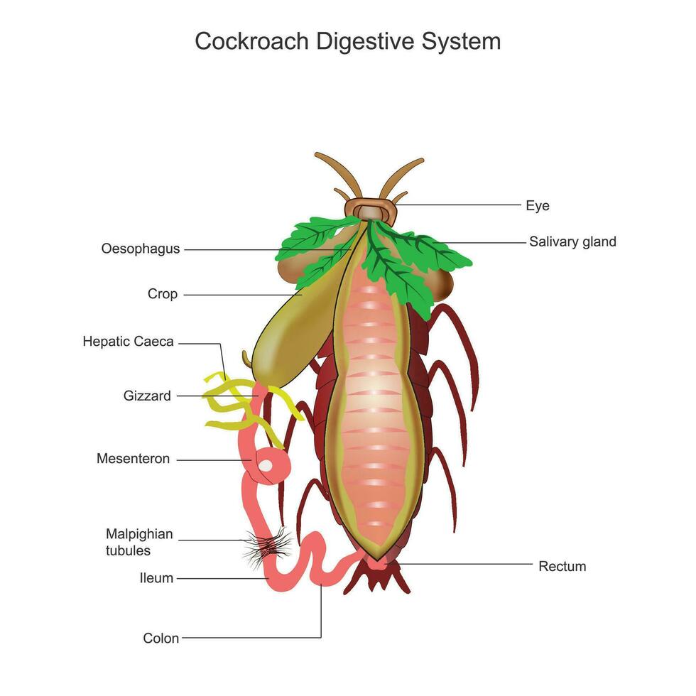 kakkerlak spijsvertering systeem. kakkerlak anatomie. biologisch illustratie. vector
