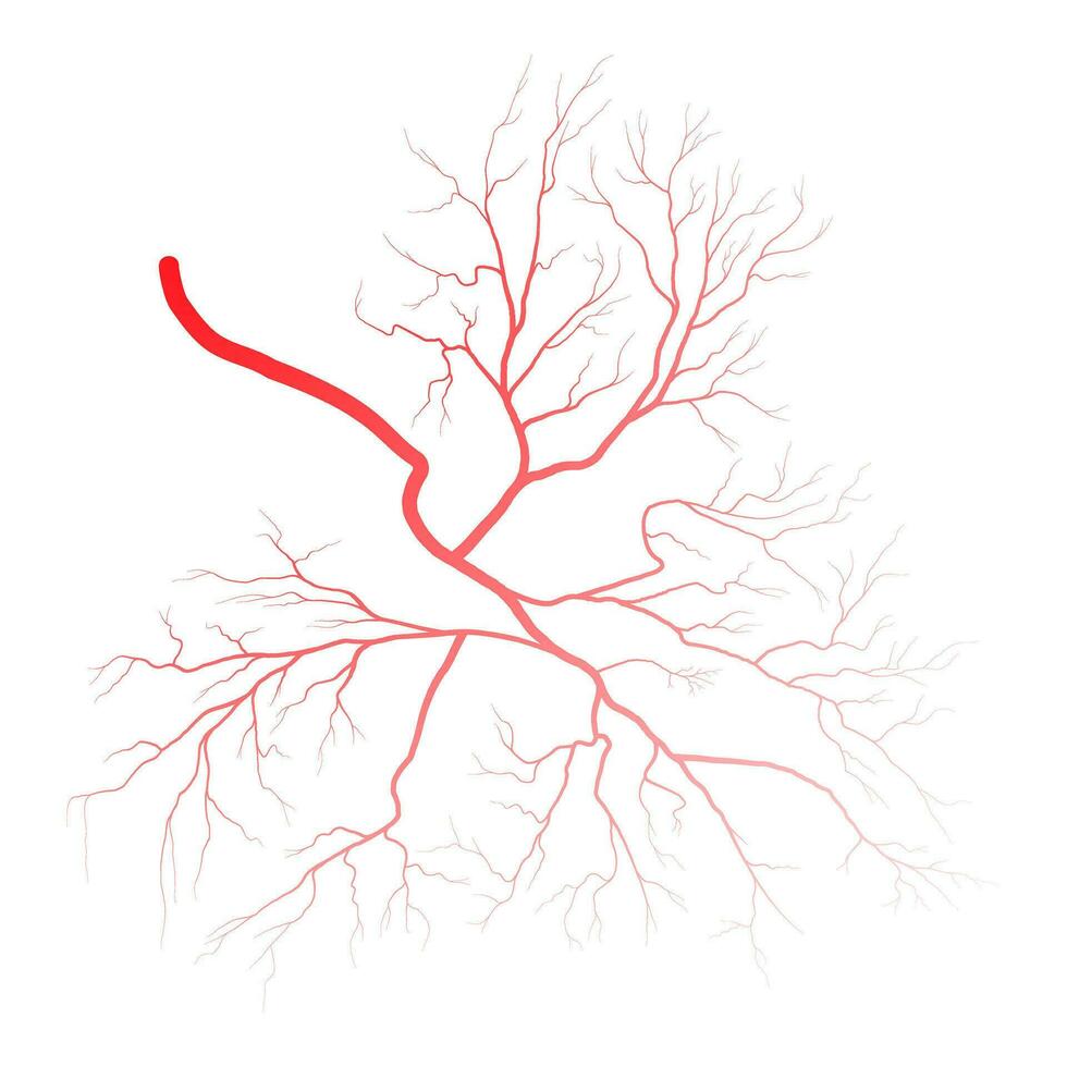 menselijk oog bloed aderen schepen silhouetten vector illustratie geïsoleerd Aan wit achtergrond.