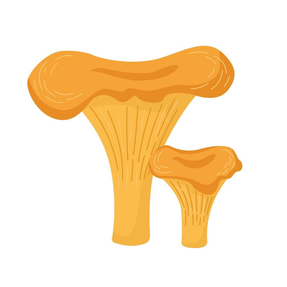 rauw vers chanterelle champignons Aan wit achtergrond. tekenfilm vector illustratie