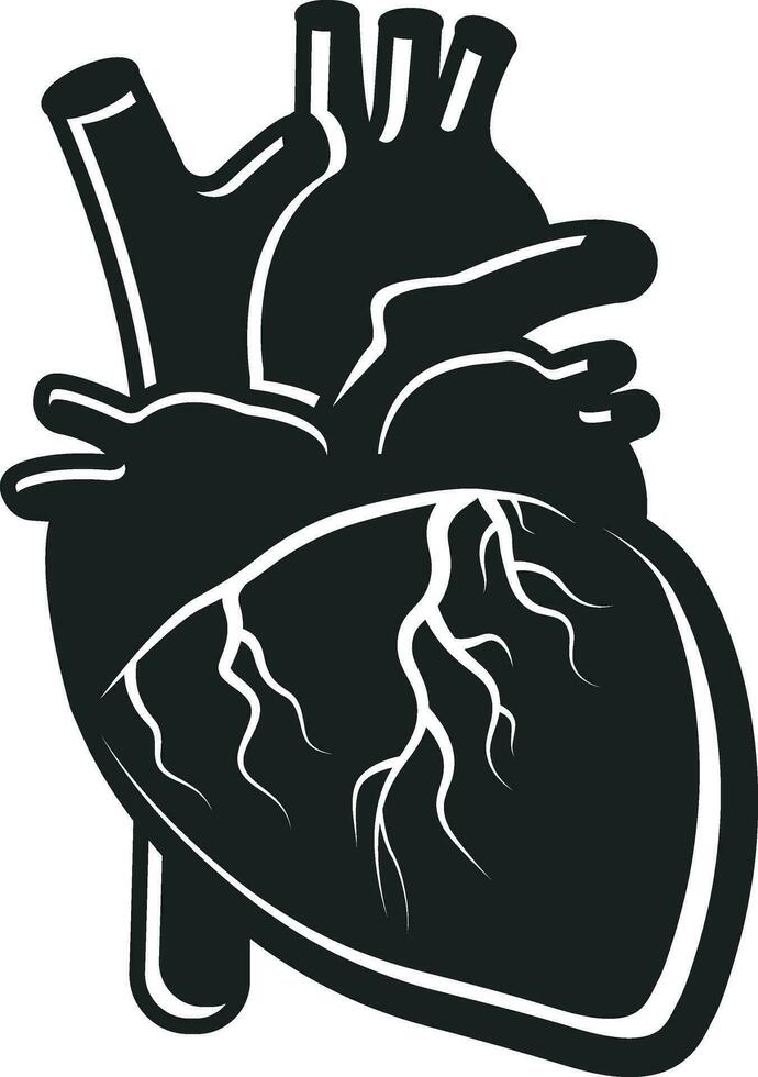 realistisch hart , anatomisch hart , cardiologie, hart, menselijk hart, medisch school, hart, vector