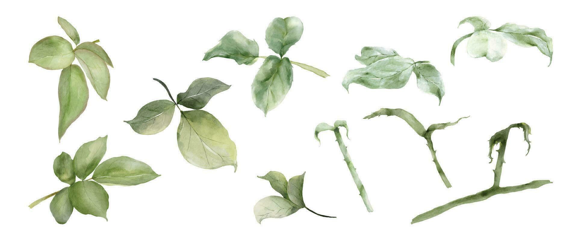 groen bladeren van roos waterverf geïsoleerd Aan wit achtergrond vector