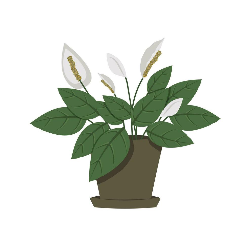 spathiphyllum huis bloem in een pot, vrouwen geluk vector