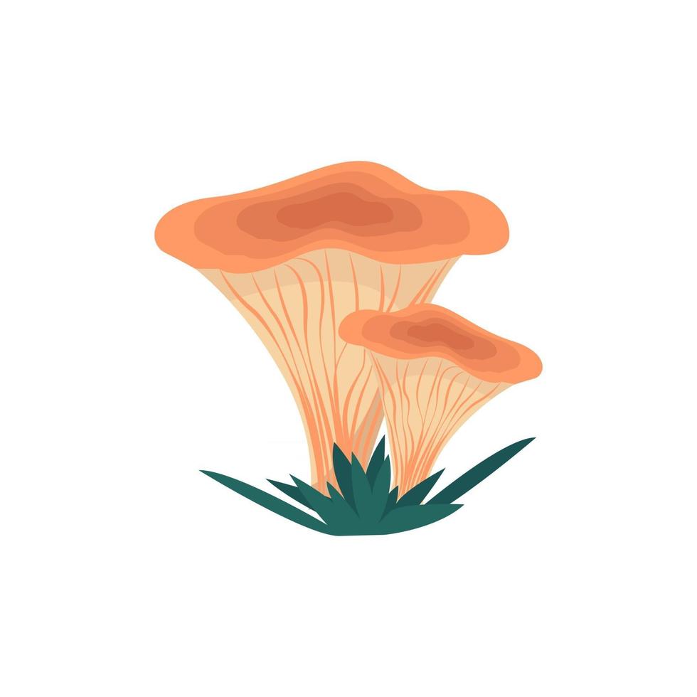 cantharelpaddestoelen in vlakke stijl, vectorillustratie van eetbare paddestoelen, geïsoleerd vector