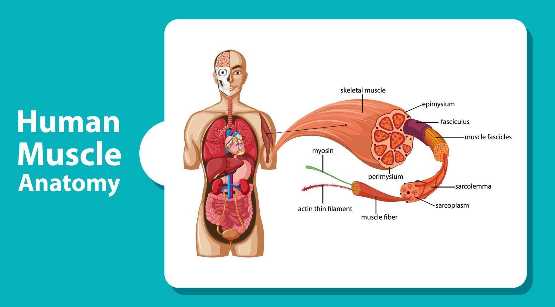 menselijke spieranatomie met lichaamsanatomie vector