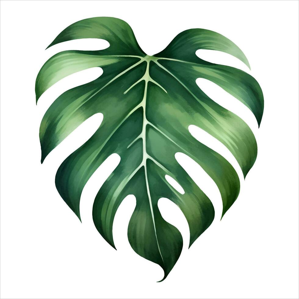 monstera blad geïsoleerd gedetailleerd hand- getrokken schilderij illustratie vector