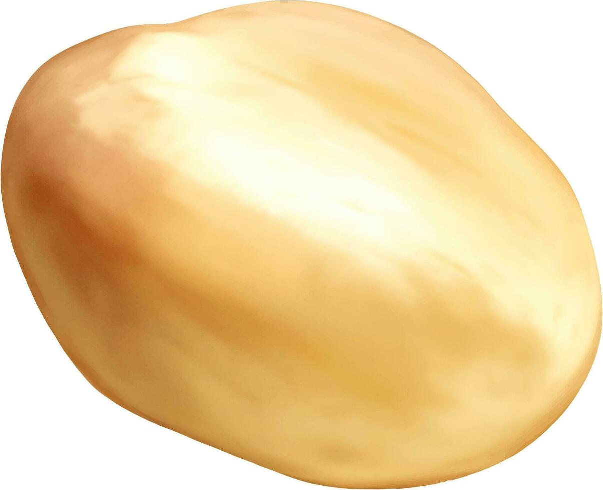 aardappel geïsoleerd hand- getrokken schilderij illustratie vector