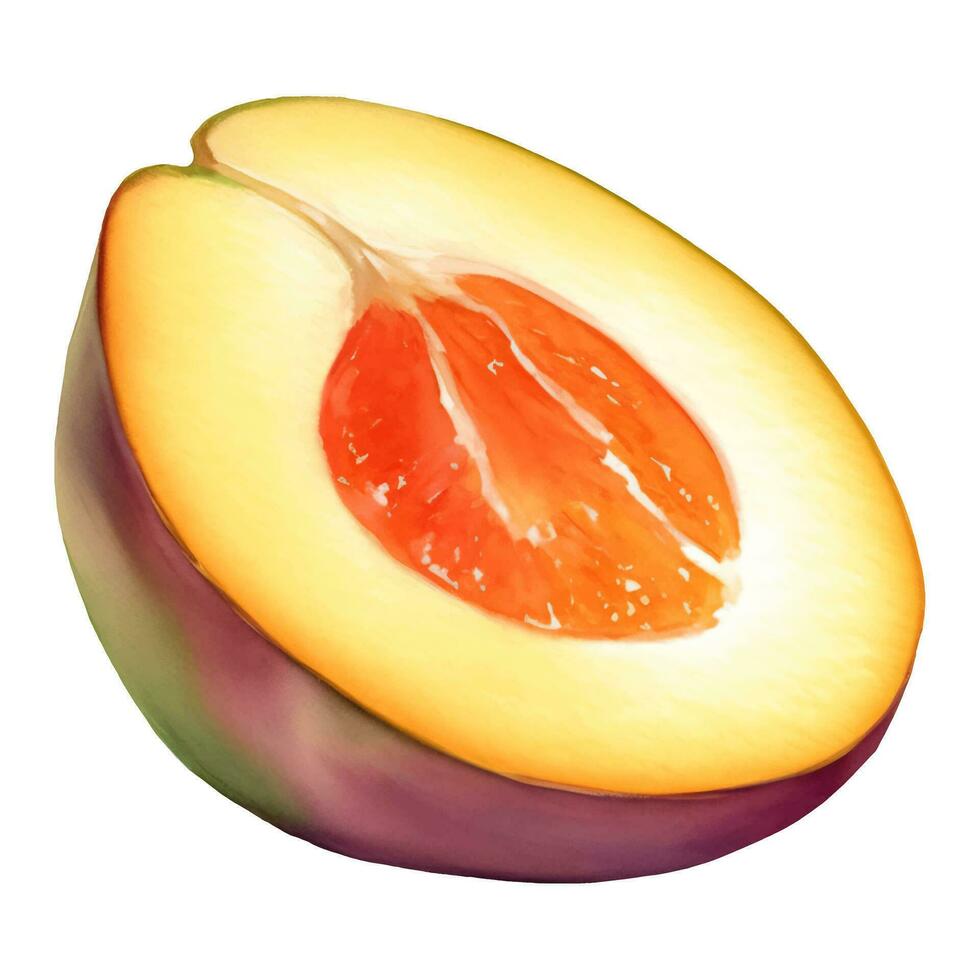 voor de helft besnoeiing Pruim fruit met zaad geïsoleerd hand- getrokken schilderij illustratie vector
