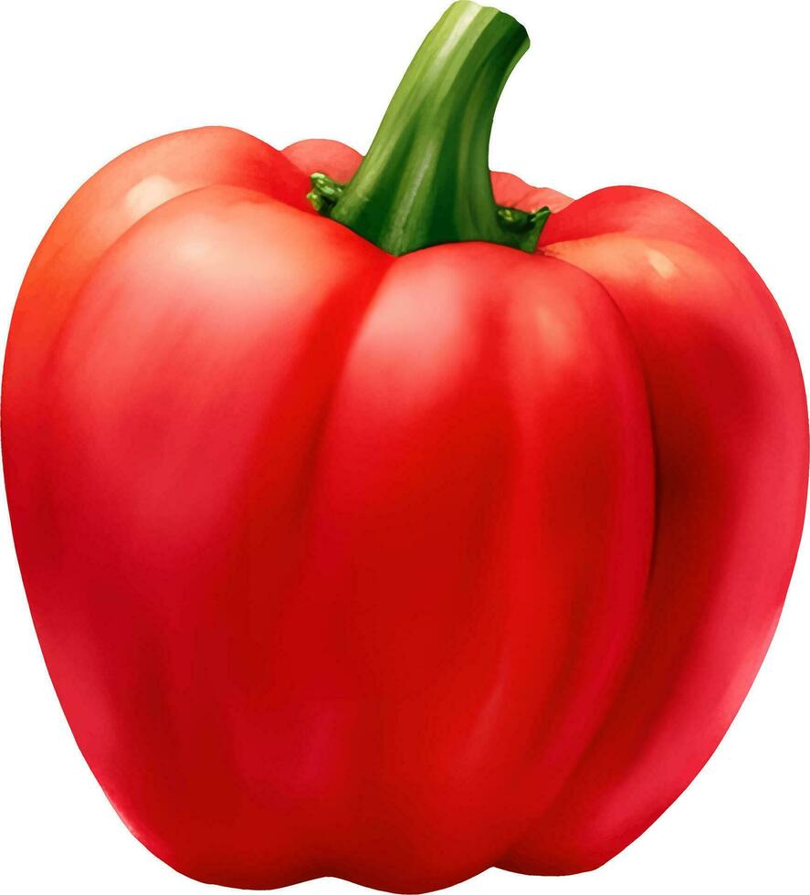 rood paprika klok peper geïsoleerd hand- getrokken schilderij illustratie vector