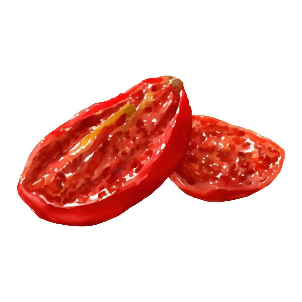droog tomaten geïsoleerd hand- getrokken schilderij illustratie vector