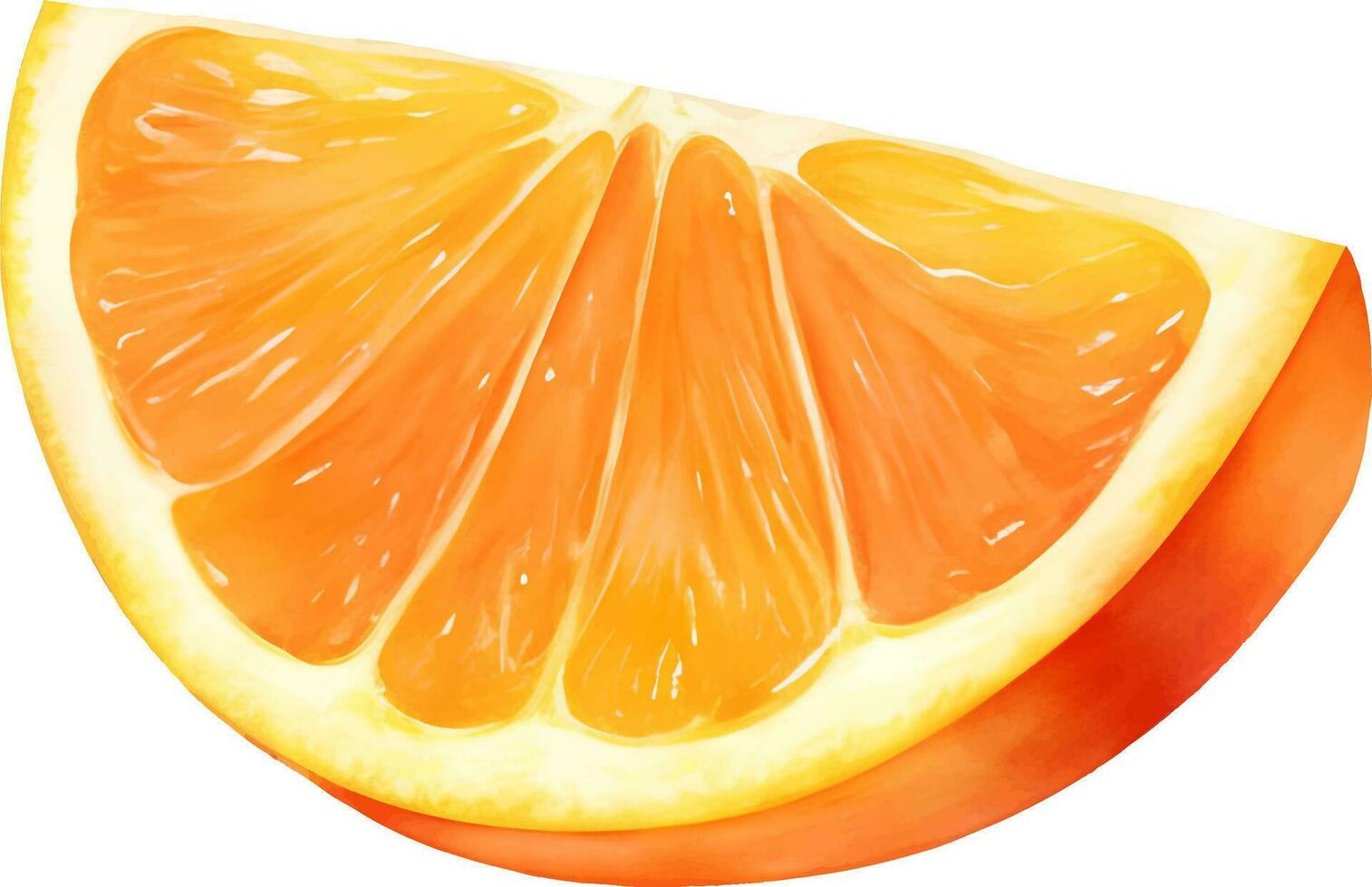 gesneden oranje fruit geïsoleerd hand- getrokken schilderij illustratie vector