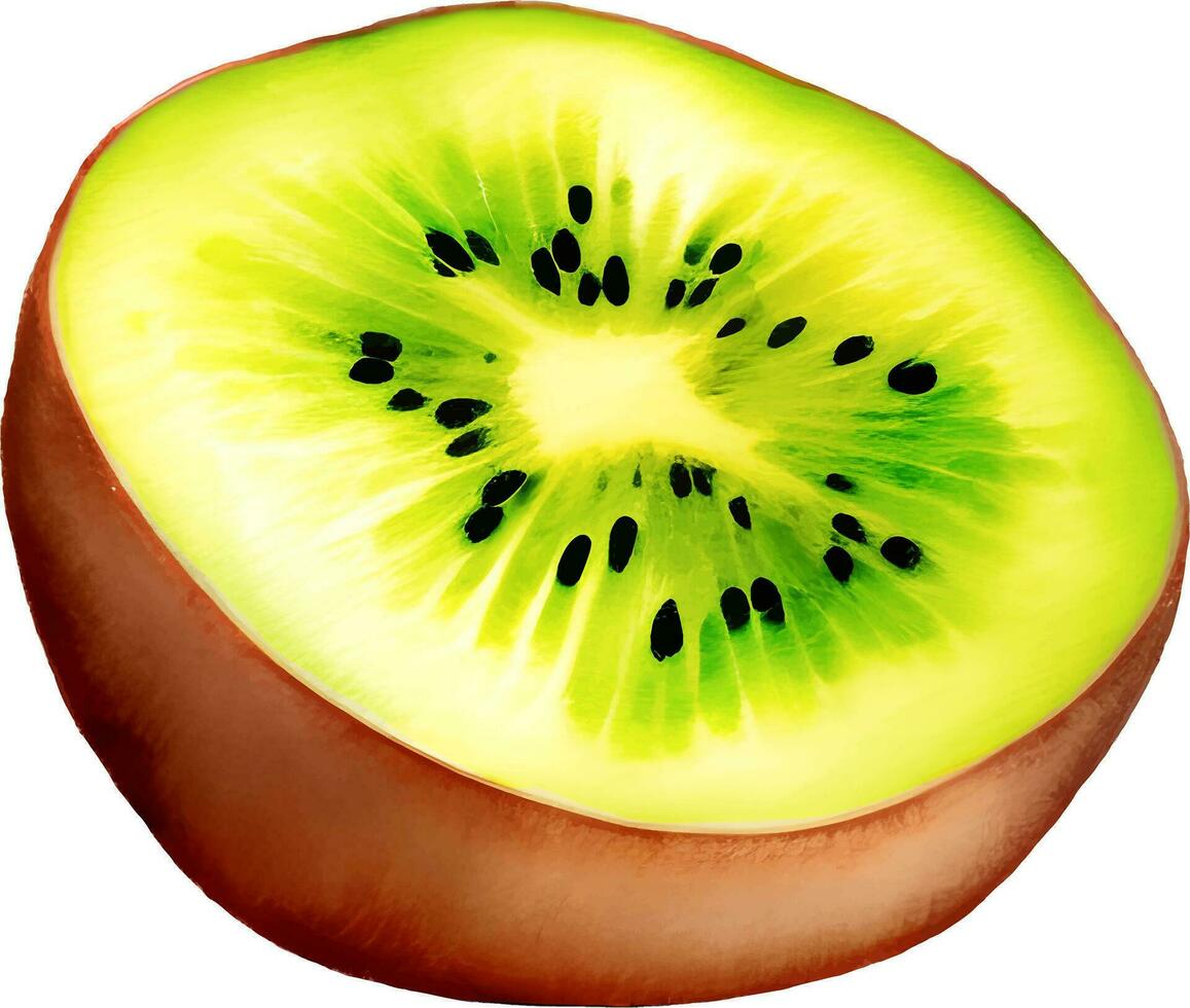 kiwi fruit gedetailleerd hand- getrokken illustratie vector geïsoleerd