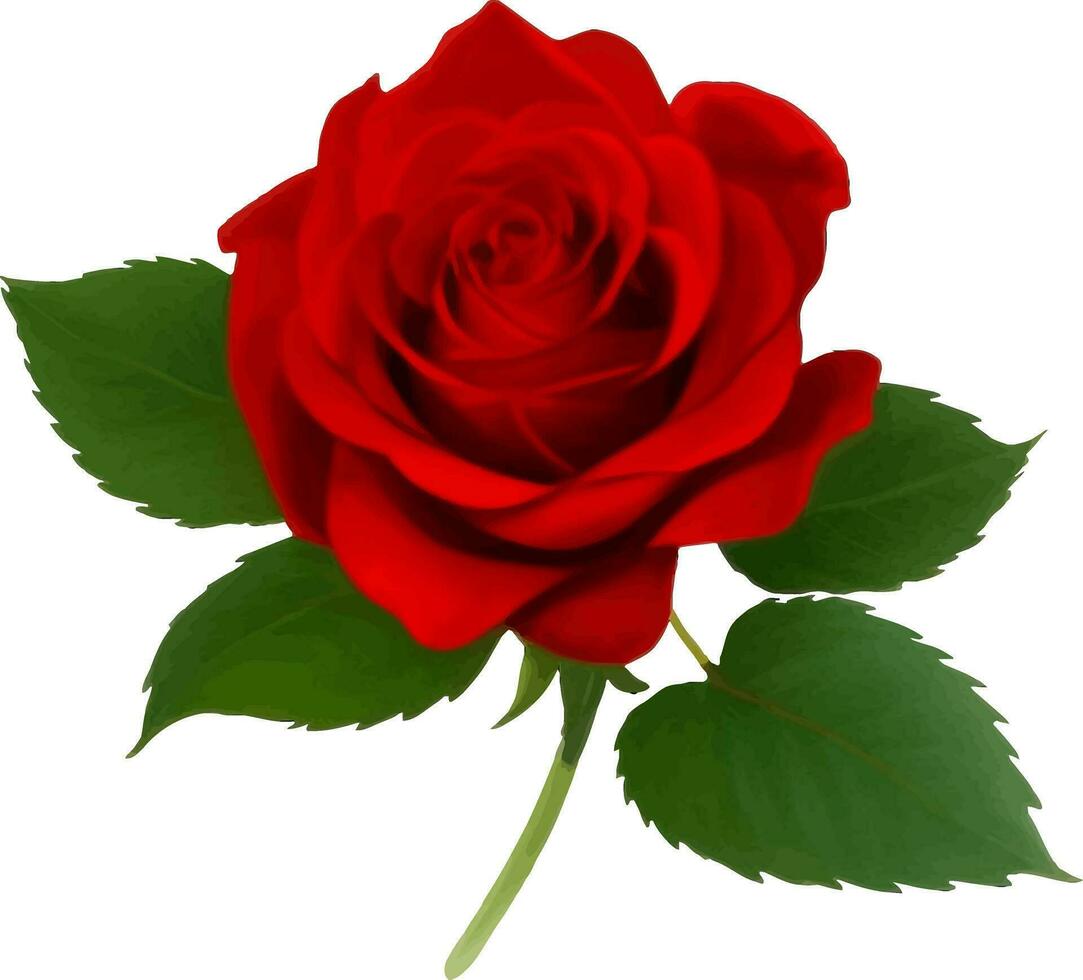 rood roos met bladeren gedetailleerd mooi hand- getrokken vector illustratie