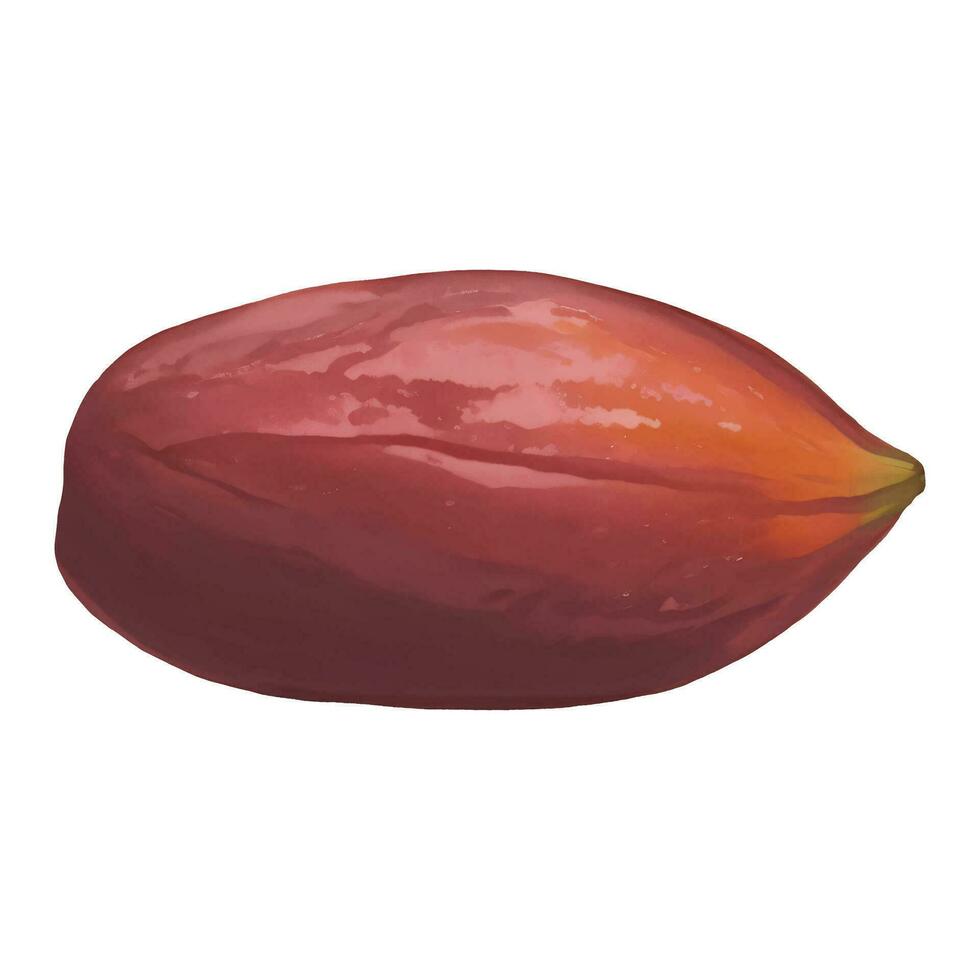 rijp cacao fruit geïsoleerd hand- getrokken schilderij illustratie vector