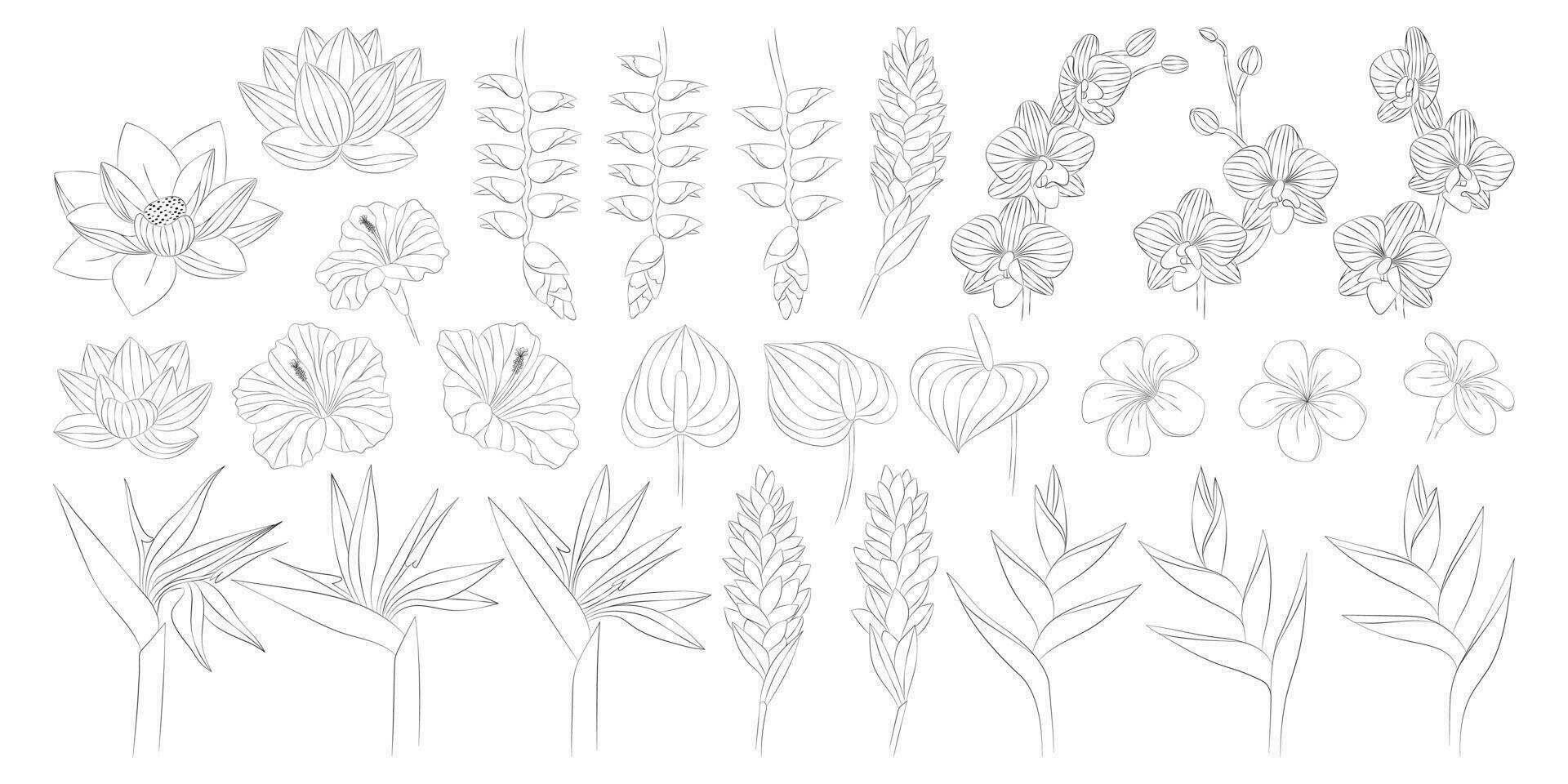 tropisch bloemen set. alpinia, anthurium, frangipani, lotus, heliconia, hibiscus, orchidee, strelitzia. vector botanisch illustratie, contour grafisch tekening.