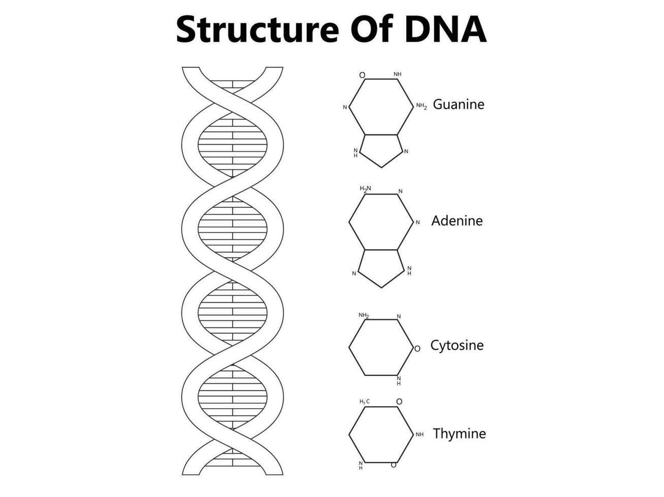 vector wetenschappelijk icoon spiraal van dna en rna. een illustratie van de verschillen in de structuur van de dna en rna moleculen. beeld poster structuur rna en dna