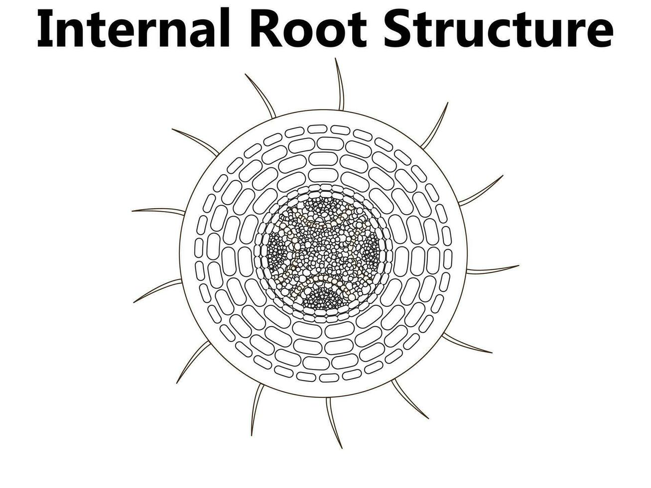 fabriek anatomie met structuur en intern kant visie onderdelen schets diagram. leerzaam gelabeld plantkunde uitleg met een kruis sectie voor bloem en blad lagen onder de microscoop vector