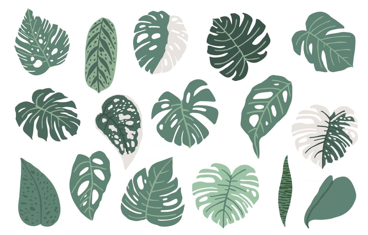 blad zomer object met monstera vector