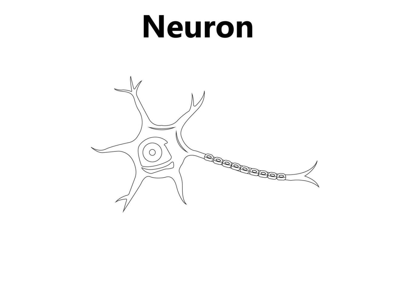 menselijk neuron structuur. hersenen neuron cel illustratie. synapsen, myeline schede, cel lichaam, kern, axon en dendrieten regeling. neurologie illustratie vector