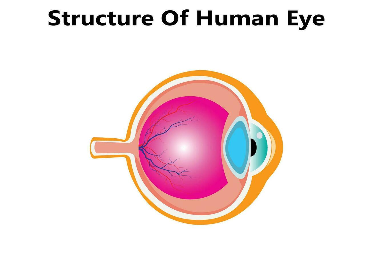menselijk oog anatomie, mooi kleurrijk medisch illustratie vector
