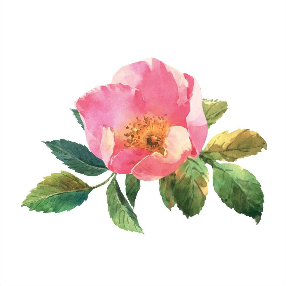 waterverf botanisch illustratie, roze hond roos bloemen, rozenbottel arrangement klem kunst. vector