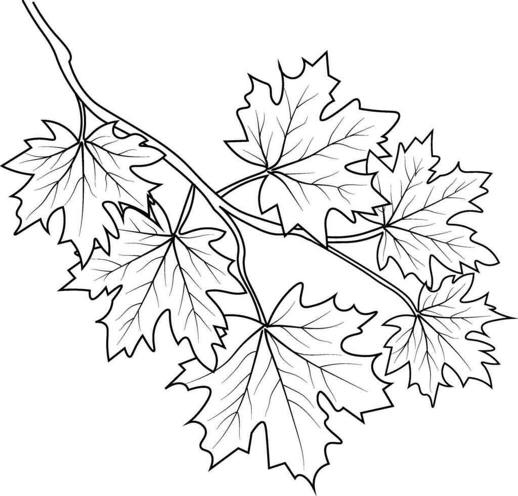 botanisch blad vector illustratie herfst vallend bladeren schetsen hand- tekening, geïsoleerd beeld kleur bladzijde, en boek, gegraveerde inkt kunst. herfst vallend is mooi vector kunst, een kleur boek