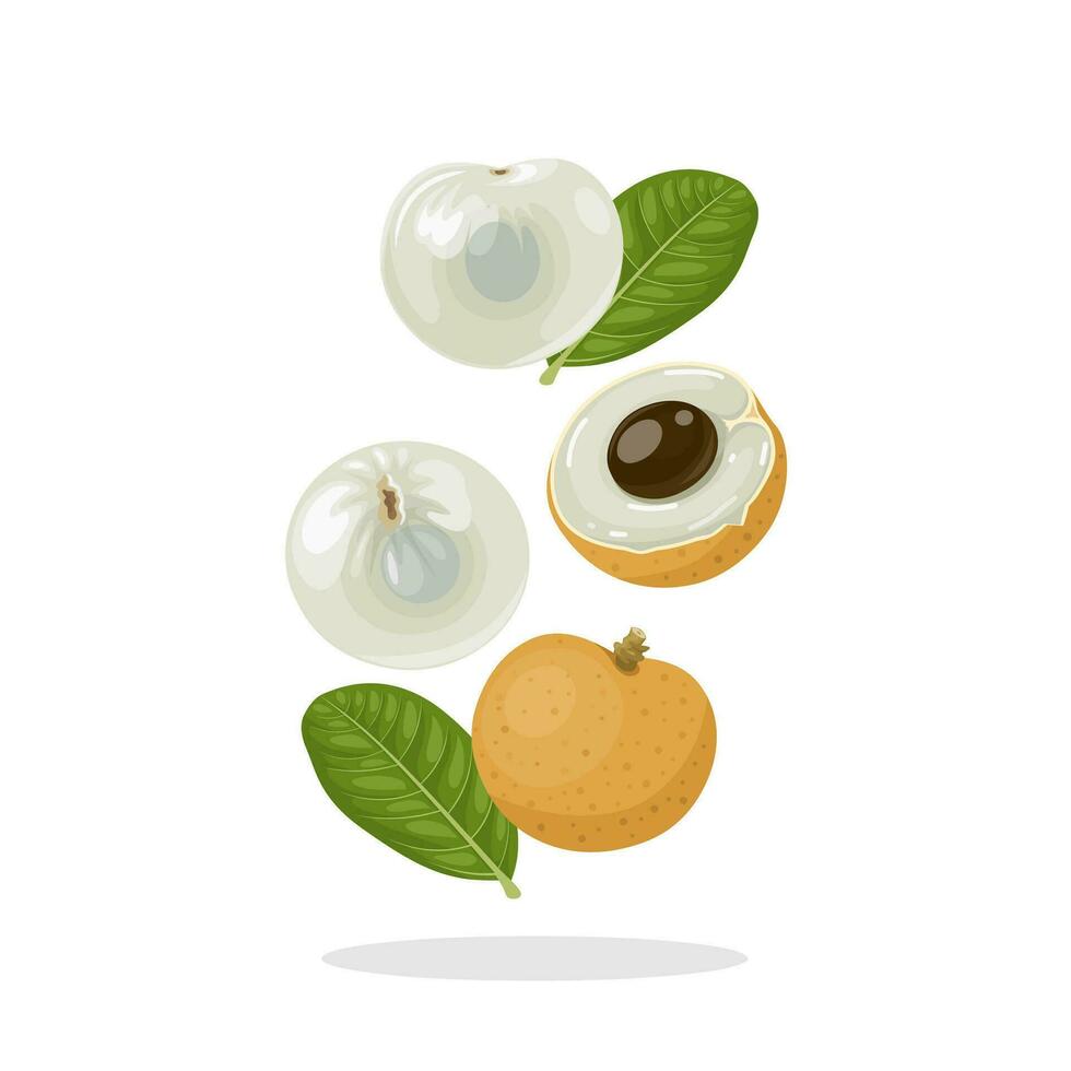 vector illustratie, levitatie van geheel en voor de helft longan fruit, geschild en ongeschild, met groen bladeren, geïsoleerd Aan een wit achtergrond.