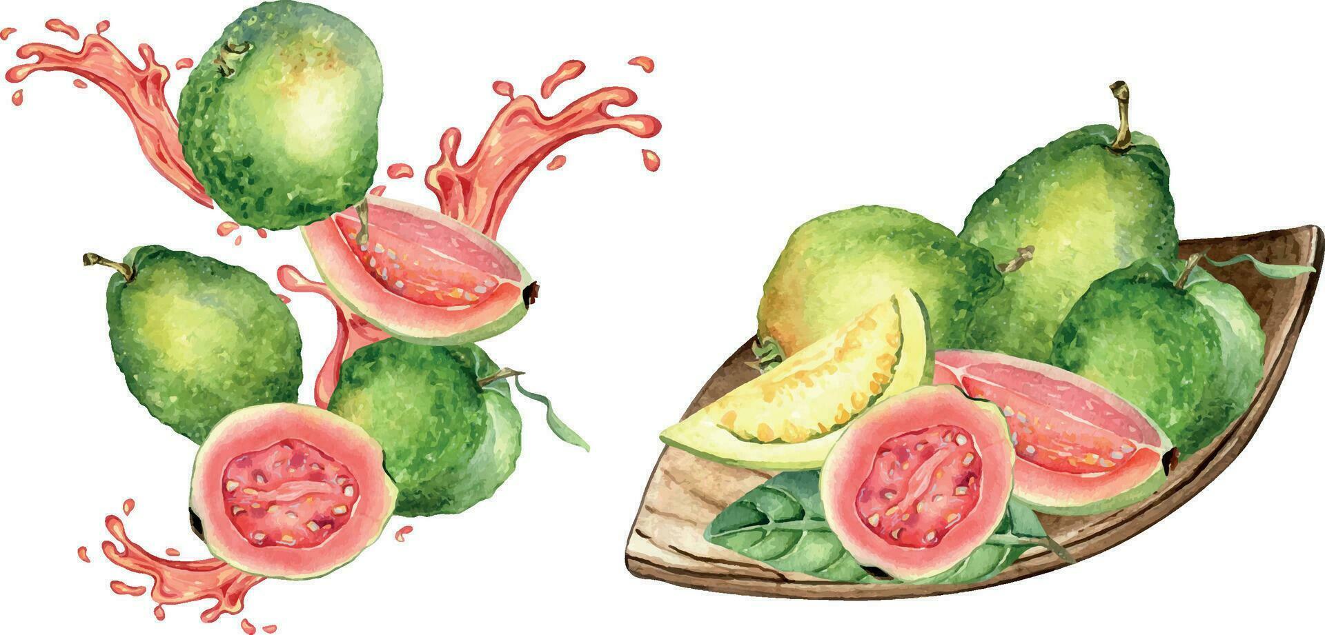 reeks van geheel guaves en plakjes, sap roze plons waterverf illustratie geïsoleerd Aan wit. tropisch fruit, rood plek, houten bord guajava hand- getrokken. ontwerp voor verpakking, label, ingrediënt menu vector