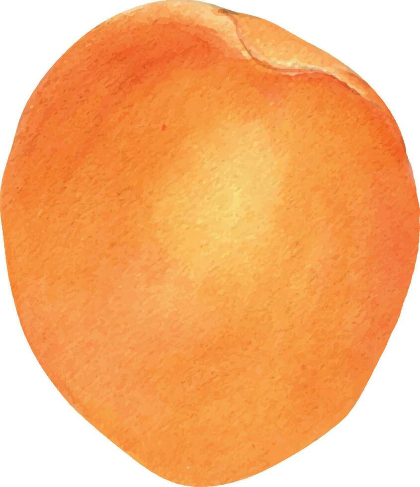 geheel abrikoos single object, geel fruit geïsoleerd, waterverf illustratie Aan wit. oranje fruit, perzik, nectarine hand- getrokken. ontwerp element voor pakket, etiket vector