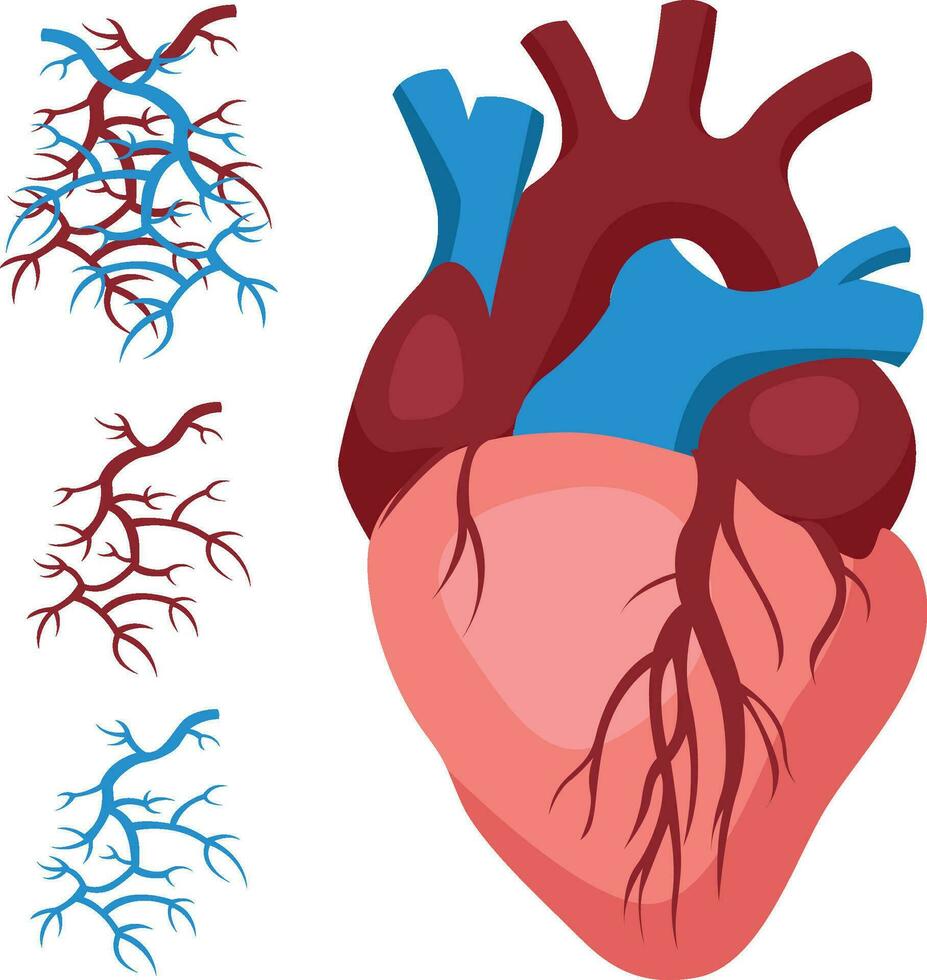 de menselijk cardiovasculair systeem voor studie in medisch instellingen voor chirurgen en andere cardiologie artsen geïsoleerd Aan wit achtergrond vector