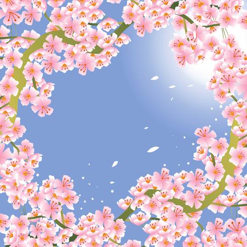 Roze kersenbloesem bloem achtergrond vector