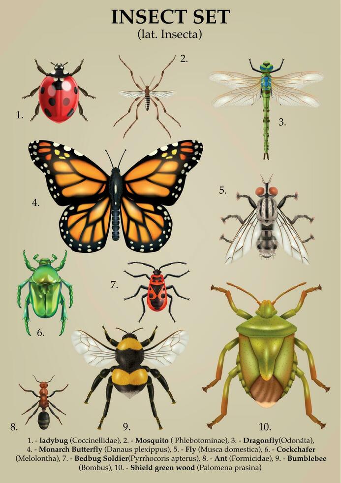 realistisch insect tekst reeks vector