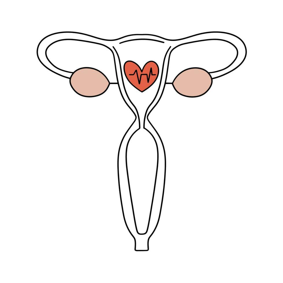 gezond vrouw voortplantings- systeem. de baarmoeder gedurende bevruchting, ovulatie. vector illustratie in schets stijl.