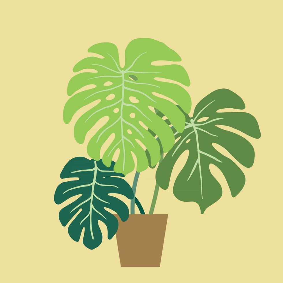 monstera deliciosa, de Zwitserse kaasplant, een populaire decoratieve kamerplant afkomstig uit tropisch regenwoud. vector