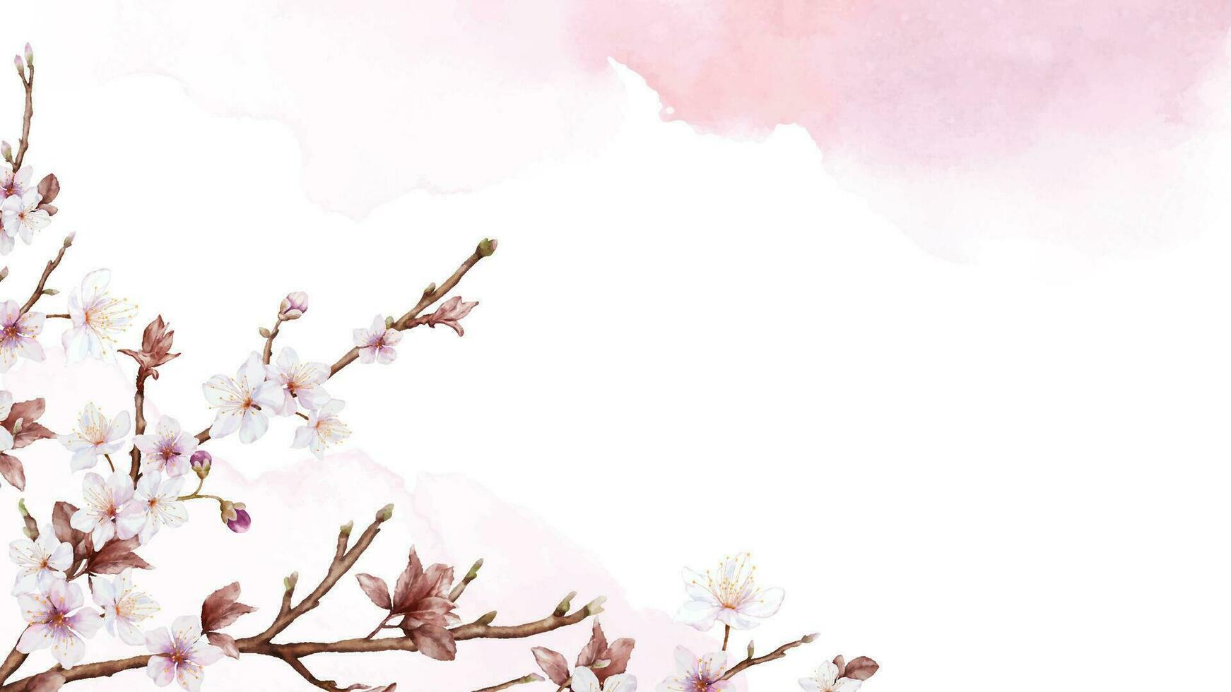 waterverf kunst van kers bloesem Afdeling en roze sakura bloem Aan vlekken achtergrond vector
