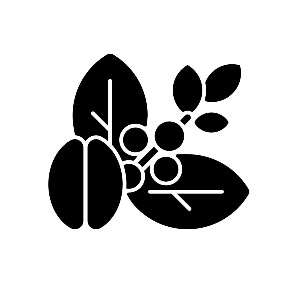 rauwe koffiebonen zwart glyph-pictogram. onbewerkte arabica. ongebrande robusta zaden. plant met koffie fruit. gewas op stam. silhouet symbool op witte ruimte. vector geïsoleerde illustratie