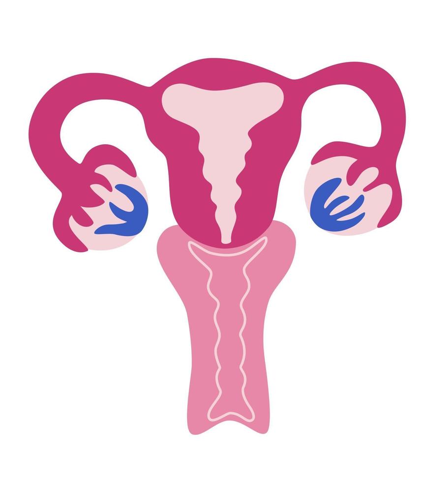 mooi vrouwelijk voortplantingssysteem. anatomische vrouwelijke baarmoeder, eierstokken, vagina. symbool menstruatie. abstracte voortplantingsorgaan. feminisme begrip. cartoon vectorillustratie. vector