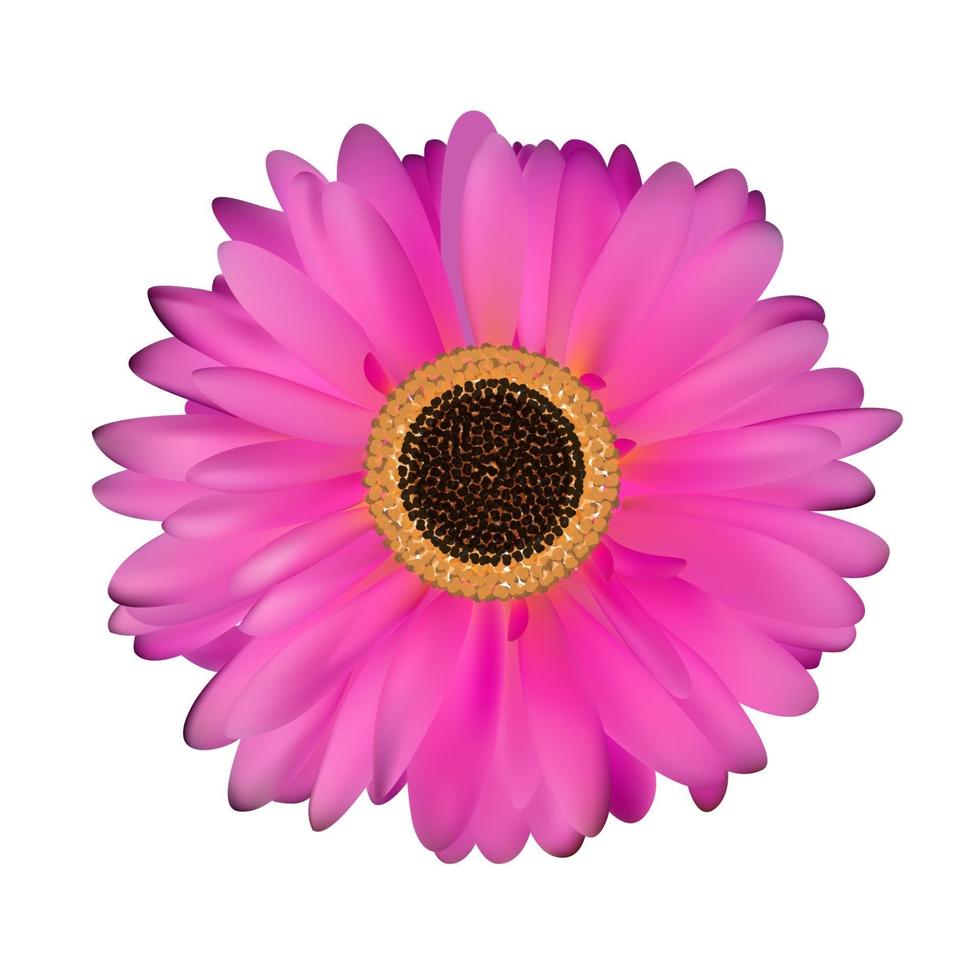 gerbera bloem witte achtergrond vector