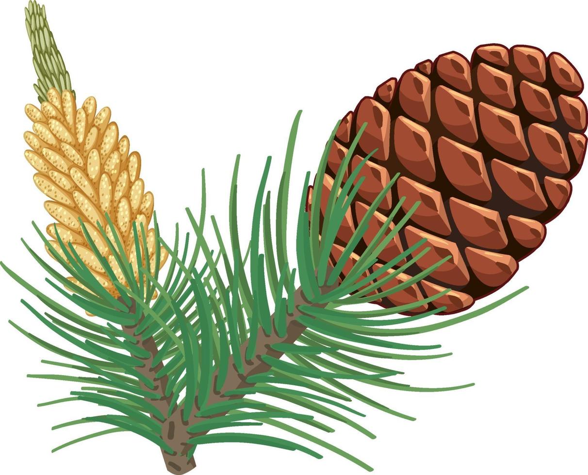 dennenappel met dennennaalden geïsoleerd vector