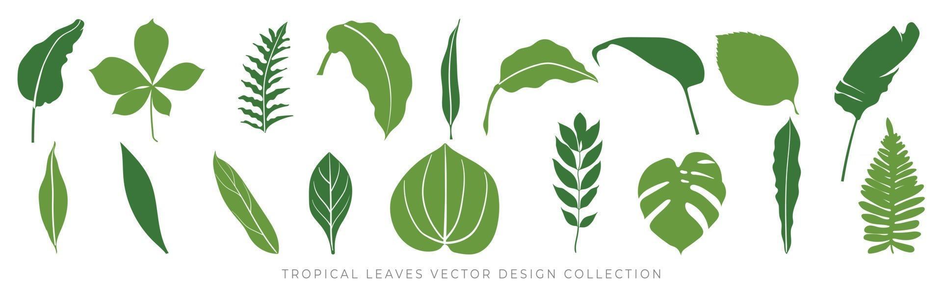 tropische bladeren vector set. palmblad, kokosblad, bananenbladeren, monstera, varens, botanisch en junglebladeren ontwerp voor natuurachtergrond, eco- en zomerbanner, behang, patroon en prints.