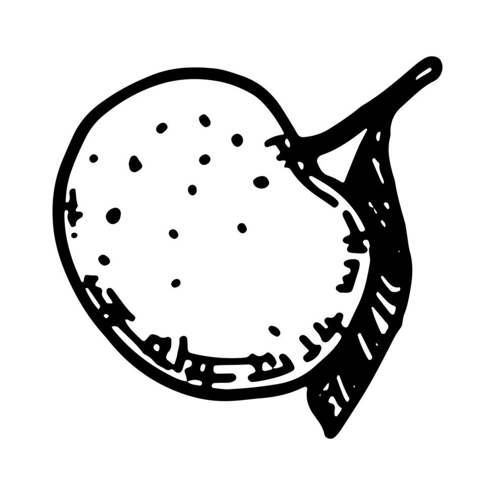 gemakkelijk mandarijn fruit tekening. schetsen van knus winter tijd attributen. hand- getrokken vector illustratie. schets clip art geïsoleerd Aan wit.