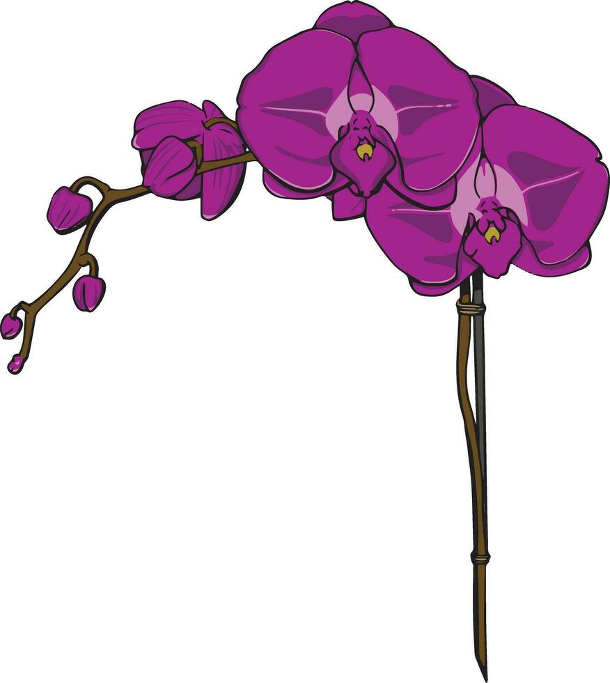 hand- getrokken Purper orchidee vector