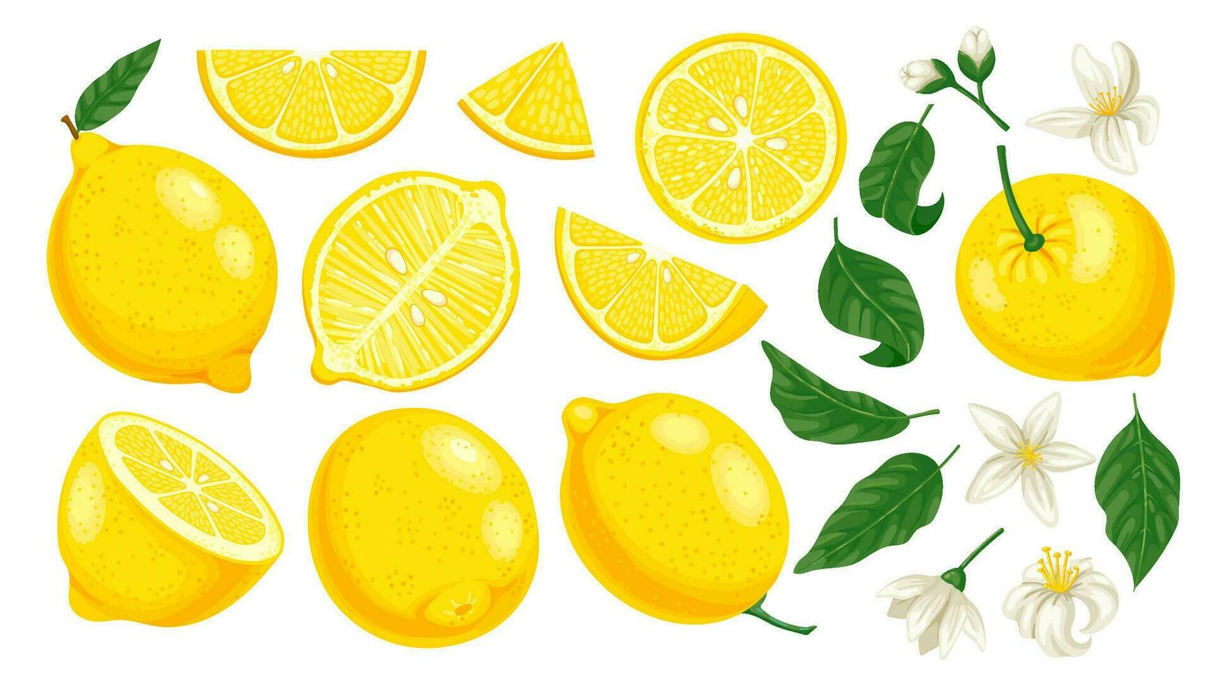 tekenfilm geel citroen. vers citrus plakjes en , bladeren en bloesem. limonade fruit tekenfilm geïsoleerd vector illustratie reeks