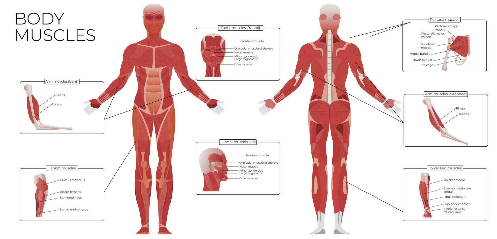 spier anatomie vlak infographics vector