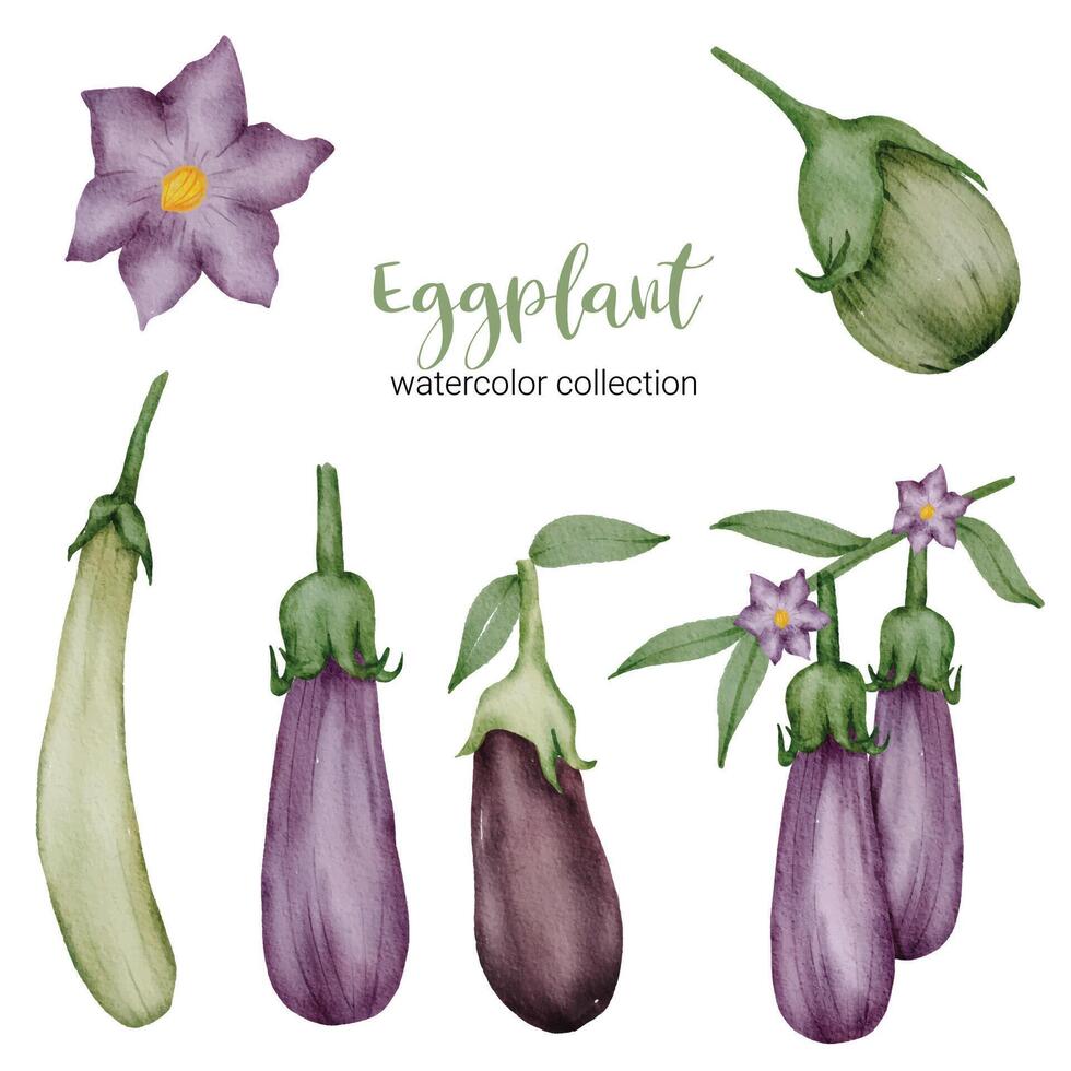 de aubergine in aquarel collectie platte vector op witte achtergrond